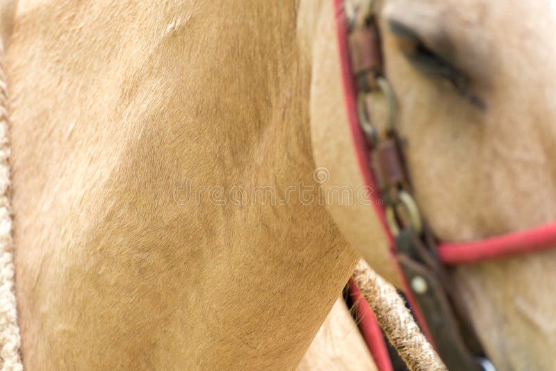 Sluit omhoog van de hals van een paard royalty-vrije stock foto Sluit omhoog van de hals van een paard royalty-vrije stock foto