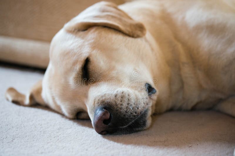 Sluit omhoog van de leuke mannelijke gele slaap van Labrador royalty-vrije stock afbeelding Sluit omhoog van de leuke mannelijke gele slaap van Labrador royalty-vrije stock afbeelding