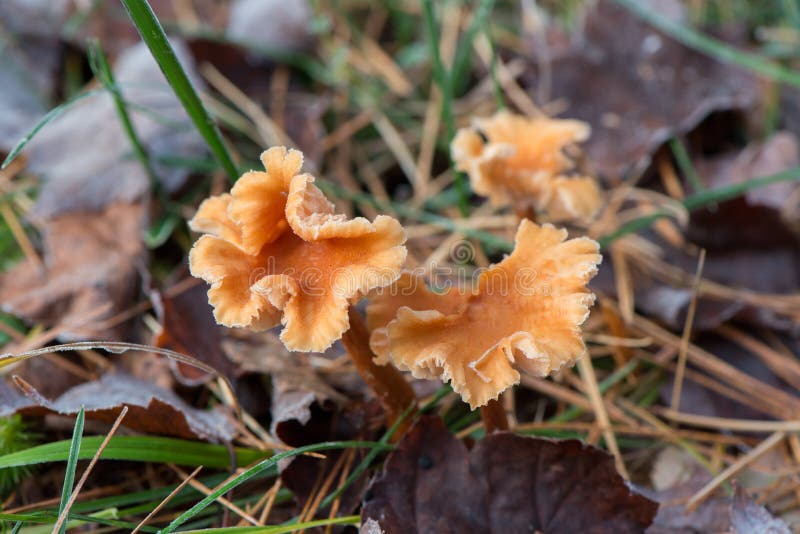 a fungus körmök vizelete)