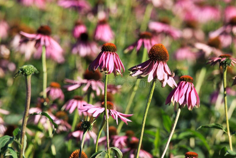 Sluit omhoog van de roze bloesems van echinaceapurpurea alvorens op heldere de herfstzon en vage groene achtergrond langzaam te v stock foto Sluit omhoog van de roze bloesems van echinaceapurpurea alvorens op heldere de herfstzon en vage groene achtergrond langzaam te v stock foto