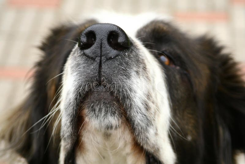 Sluit omhoog van de snuit van de hond stock afbeelding Sluit omhoog van de snuit van de hond stock afbeelding