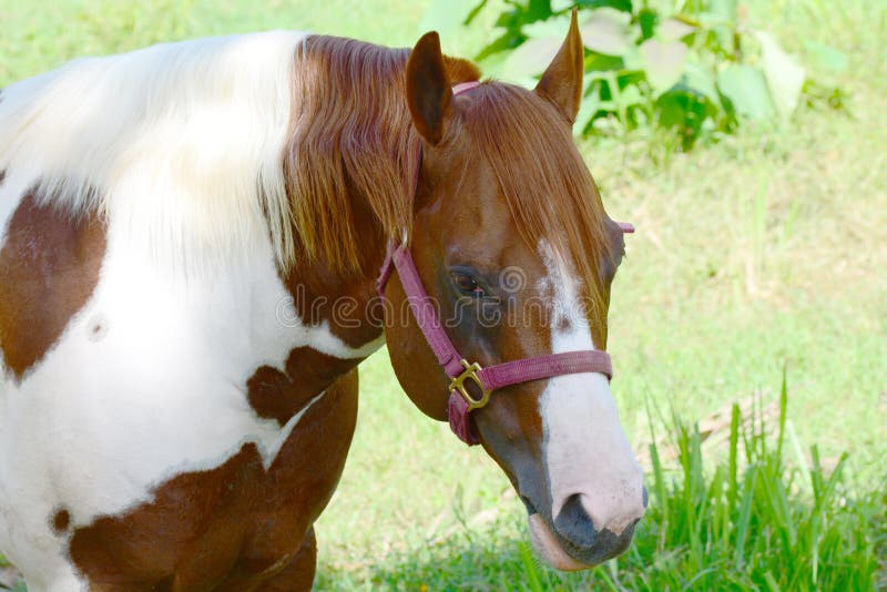 Sluit omhoog van een groot Pinto paard stock afbeelding Sluit omhoog van een groot Pinto paard stock afbeelding