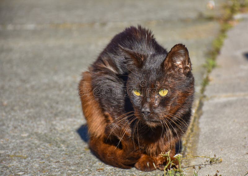 sluit omhoog van een portret van dakloze donkere bruine kat zeer stil op de stoep in een zonnige dag De verlaten kat heeft midden royalty-vrije stock foto's sluit omhoog van een portret van dakloze donkere bruine kat zeer stil op de stoep in een zonnige dag De verlaten kat heeft midden royalty-vrije stock foto's