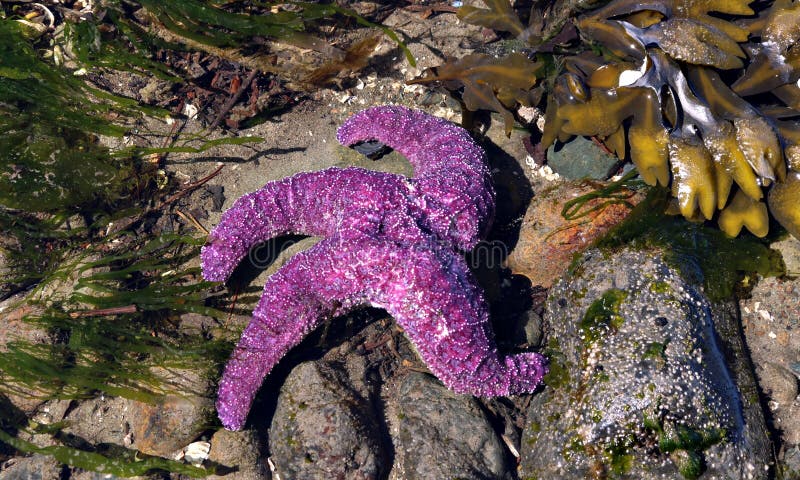 Sluit omhoog van een purpere overzeese ster die zich aan de oceaanbodem vastklampt aangezien het getijde uitgaat stock foto's Sluit omhoog van een purpere overzeese ster die zich aan de oceaanbodem vastklampt aangezien het getijde uitgaat stock foto's