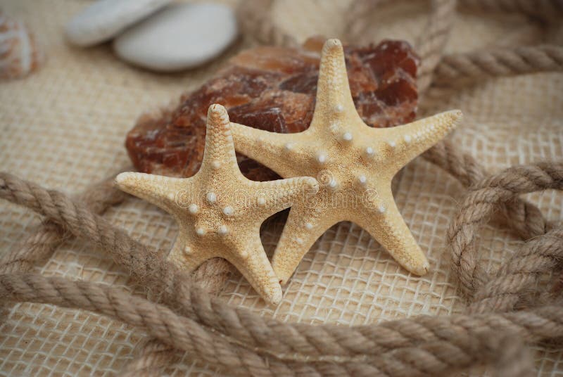 Sluit omhoog van een Sarfish op Rustieke Marine Background met Exemplaarruimte Het concept van de zomer en van de vakantie stock foto Sluit omhoog van een Sarfish op Rustieke Marine Background met Exemplaarruimte Het concept van de zomer en van de vakantie stock foto