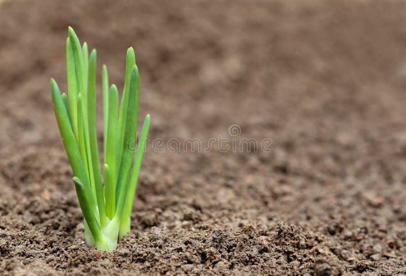 Sluit omhoog van een uiinstallatie stock fotografie Sluit omhoog van een uiinstallatie stock fotografie