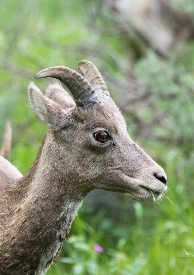 Sluit omhoog van een Vrouwelijk Bighornschaap royalty-vrije stock afbeeldingen Sluit omhoog van een Vrouwelijk Bighornschaap royalty-vrije stock afbeeldingen