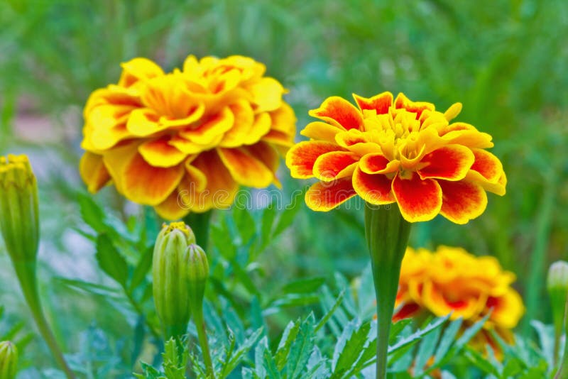 Sluit omhoog van Franse goudsbloembloem royalty-vrije stock foto's Sluit omhoog van Franse goudsbloembloem royalty-vrije stock foto's