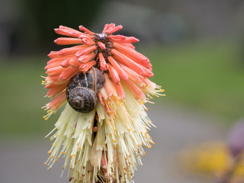 Sluit omhoog van gemeenschappelijke tuinslak op bloem stock afbeeldingen Sluit omhoog van gemeenschappelijke tuinslak op bloem stock afbeeldingen