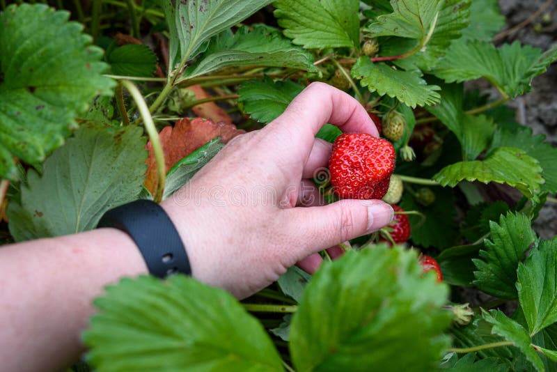 Close up of a womanâ€™s hand picking June bearing strawberries growing in a farmerâ€™s field, summer goodness. Close up of a womanâ€™s hand picking June bearing strawberries growing in a farmerâ€™s field, summer goodness