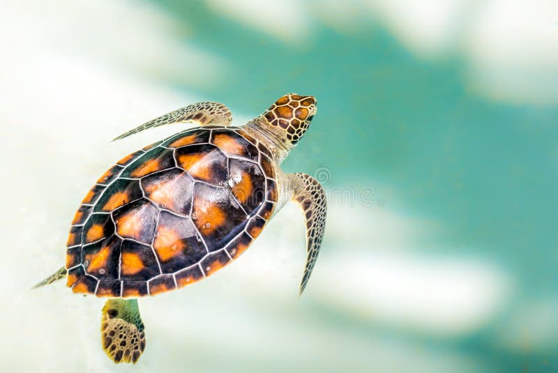 Sluit omhoog van leuke schildpad royalty-vrije stock fotografie Sluit omhoog van leuke schildpad royalty-vrije stock fotografie