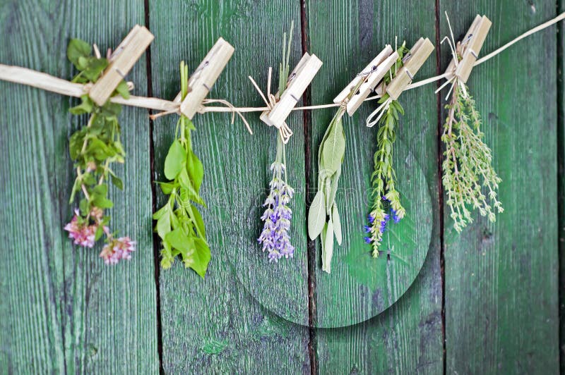 Sluit omhoog van Mediterrane kruidenboeketten, salie, basilicum, lavendel, thyme bij het rustieke groene houten lijst hangen als stock afbeelding Sluit omhoog van Mediterrane kruidenboeketten, salie, basilicum, lavendel, thyme bij het rustieke groene houten lijst hangen als stock afbeelding