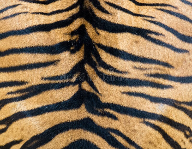 Sluit omhoog van Mooi Glanzend Pluizig Tiger Fur, Kleurrijke Oranje Bruin met Zwarte van de Streeplijn Textuur Als achtergrond stock foto's Sluit omhoog van Mooi Glanzend Pluizig Tiger Fur, Kleurrijke Oranje Bruin met Zwarte van de Streeplijn Textuur Als achtergrond stock foto's