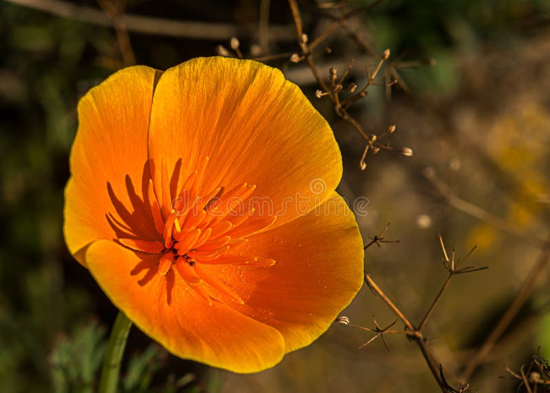 Close-up van een oranjebloesem stock foto's
