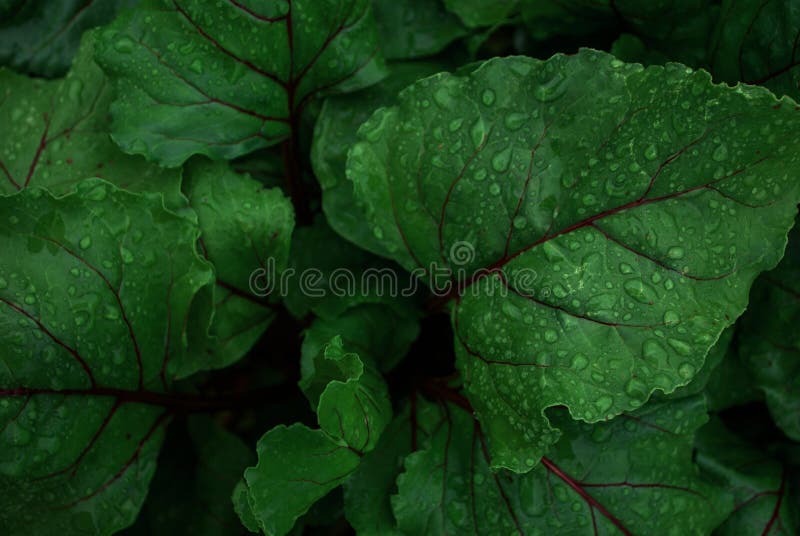 Sluit omhoog van Rode bietbladeren in dalingen na regen in de tuin stock afbeeldingen Sluit omhoog van Rode bietbladeren in dalingen na regen in de tuin stock afbeeldingen