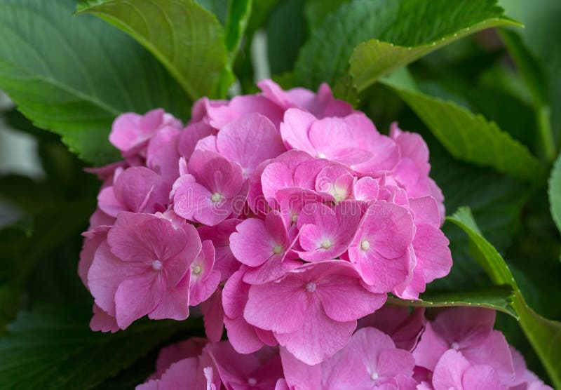 Sluit omhoog van roze hortensiabloem royalty-vrije stock afbeelding Sluit omhoog van roze hortensiabloem royalty-vrije stock afbeelding
