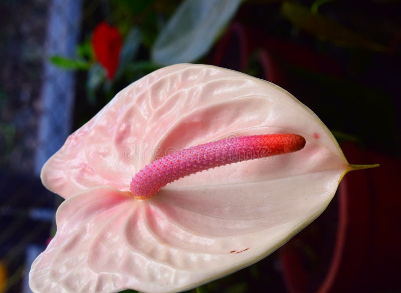 Sluit omhoog van Roze Witte Anthurium - Flamingobloem - Staartbloem - Laceleaf stock fotografie Sluit omhoog van Roze Witte Anthurium - Flamingobloem - Staartbloem - Laceleaf stock fotografie