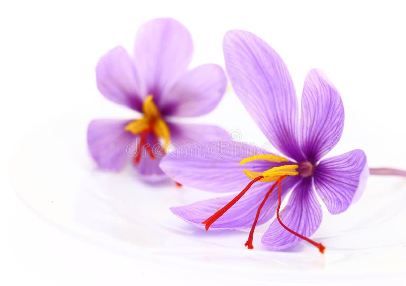 Close up of saffron flowers on white background. Close up of saffron flowers on white background