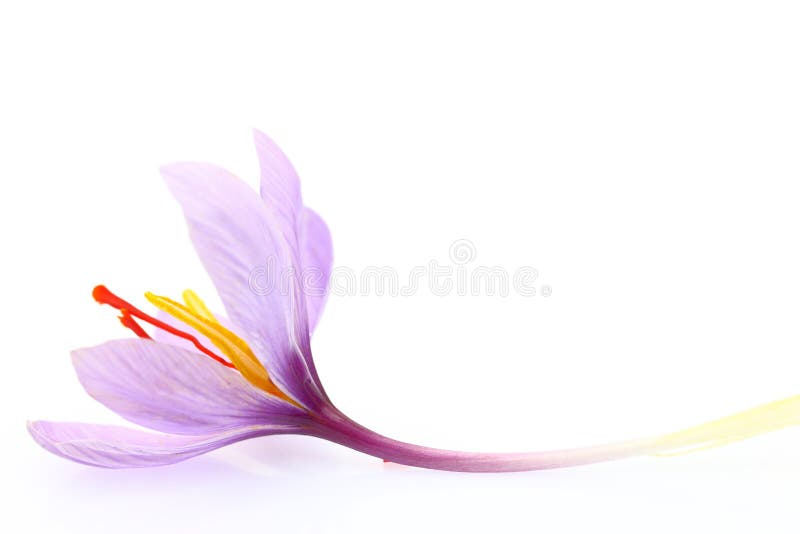 Close up of saffron flower isolated on white background. Close up of saffron flower isolated on white background