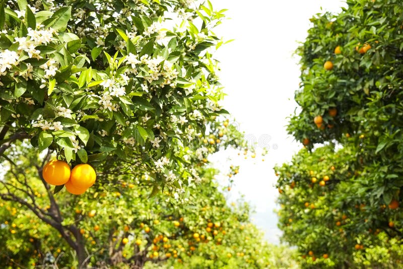 Sluit omhoog van veelvoudige organische rijpe perfecte oranje vruchten die op boomtakken hangen in de lokale tuin van opbrengslan royalty-vrije stock fotografie Sluit omhoog van veelvoudige organische rijpe perfecte oranje vruchten die op boomtakken hangen in de lokale tuin van opbrengslan royalty-vrije stock fotografie