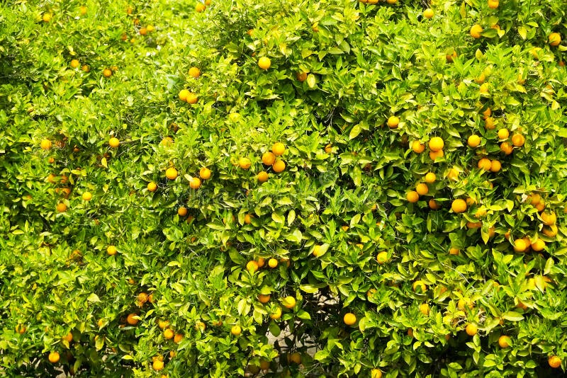 Sluit omhoog van veelvoudige organische rijpe perfecte oranje vruchten die op boomtakken hangen in de lokale tuin van opbrengslan stock afbeelding Sluit omhoog van veelvoudige organische rijpe perfecte oranje vruchten die op boomtakken hangen in de lokale tuin van opbrengslan stock afbeelding