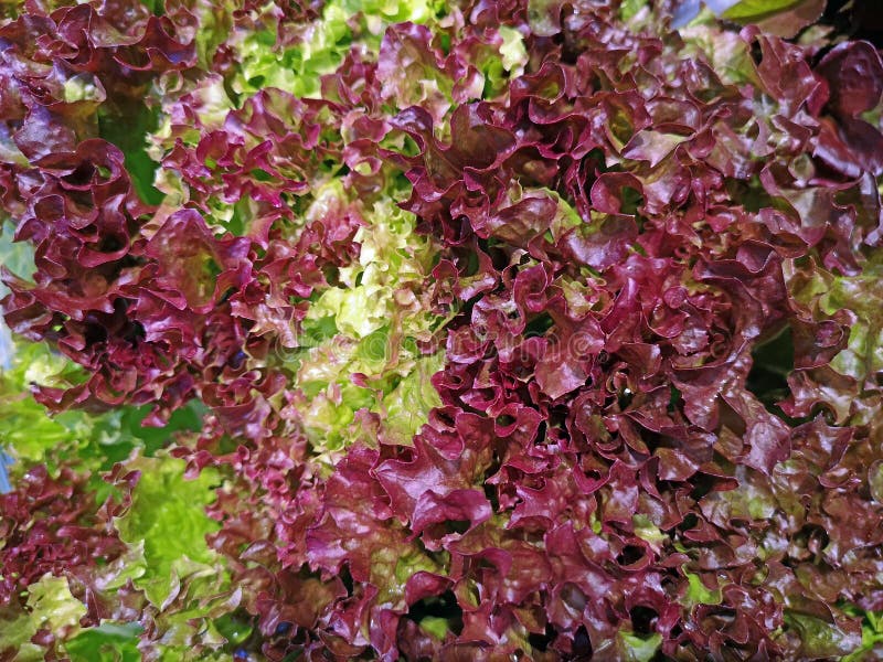 Sluit omhoog van verse Lollo Rosso-sla als achtergrond royalty-vrije stock afbeeldingen Sluit omhoog van verse Lollo Rosso-sla als achtergrond royalty-vrije stock afbeeldingen