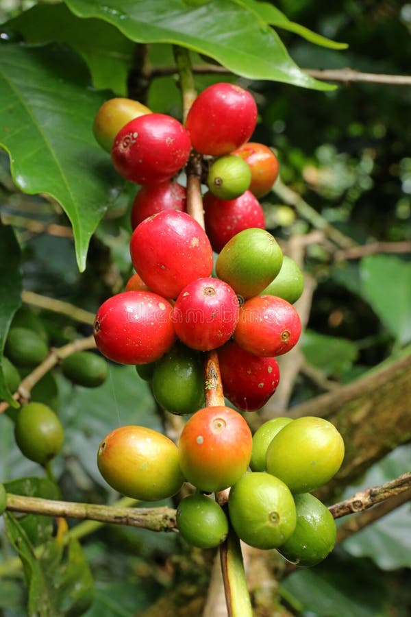 Sluit omhoog Verse organische koffiebes, de ruwe bonen van de kersenkoffie op de aanplanting van de koffieboom in Colombia royalty-vrije stock afbeelding Sluit omhoog Verse organische koffiebes, de ruwe bonen van de kersenkoffie op de aanplanting van de koffieboom in Colombia royalty-vrije stock afbeelding