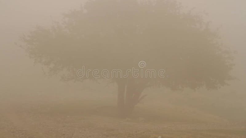 Sluit omhoog voor eenzame boom in de mist, het seizoen van de aardherfst, gestemd sepia schot Enige boom bij mistig nevelig gebie