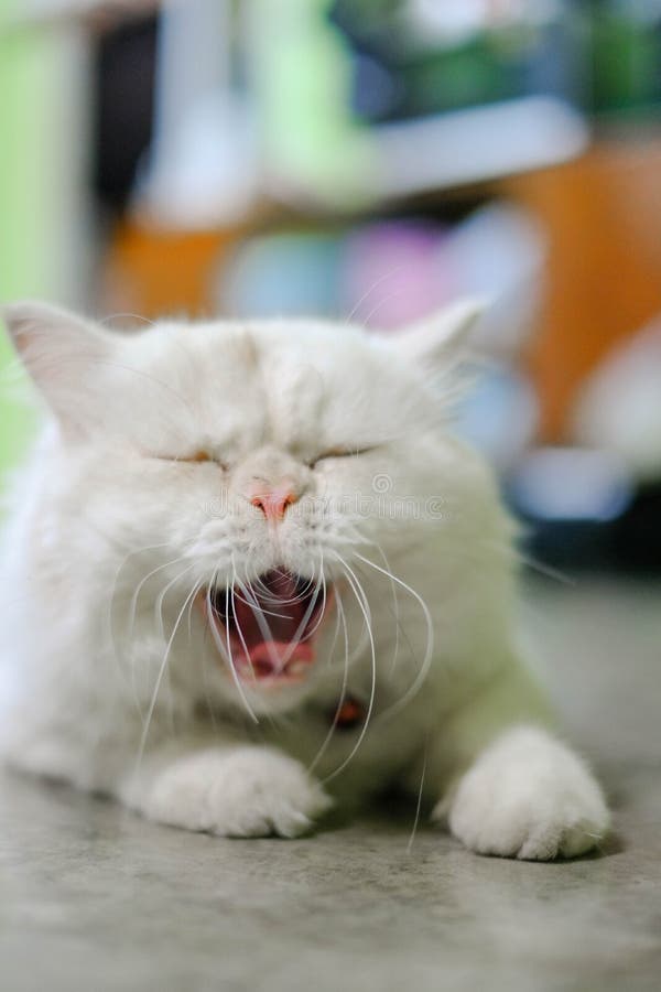 Sluit omhoog Wit Perzisch een kattengeeuw royalty-vrije stock foto Sluit omhoog Wit Perzisch een kattengeeuw royalty-vrije stock foto