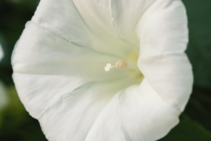 Sluit omhoog wit strand moonflower Alba de bloempurple en wit van Ipomoea van de ochtendglorie stock foto's Sluit omhoog wit strand moonflower Alba de bloempurple en wit van Ipomoea van de ochtendglorie stock foto's