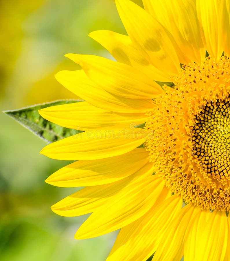 Sluit omhoog Zonnebloem op het gebied stock foto's Sluit omhoog Zonnebloem op het gebied stock foto's