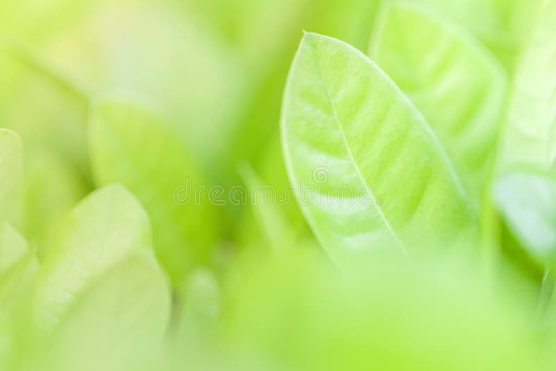 Sluit omhooggaande en zachte nadruk van groene bladeren De groene achtergrond van de aard stock fotografie Sluit omhooggaande en zachte nadruk van groene bladeren De groene achtergrond van de aard stock fotografie