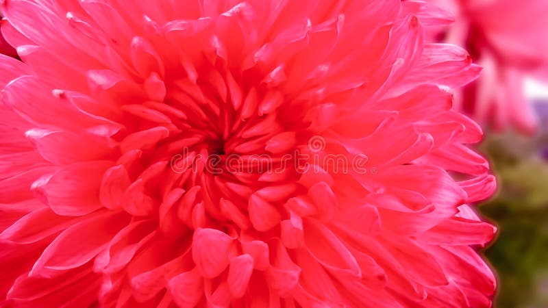 sluit tot chrysantenbloem die in tuin bloeien stock foto's sluit tot chrysantenbloem die in tuin bloeien stock foto's