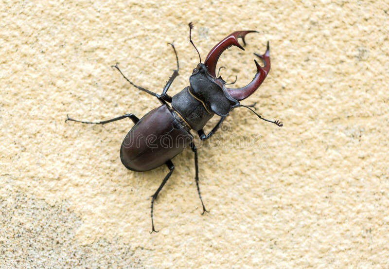 Sluit tot stagbeetle royalty-vrije stock afbeeldingen Sluit tot stagbeetle royalty-vrije stock afbeeldingen