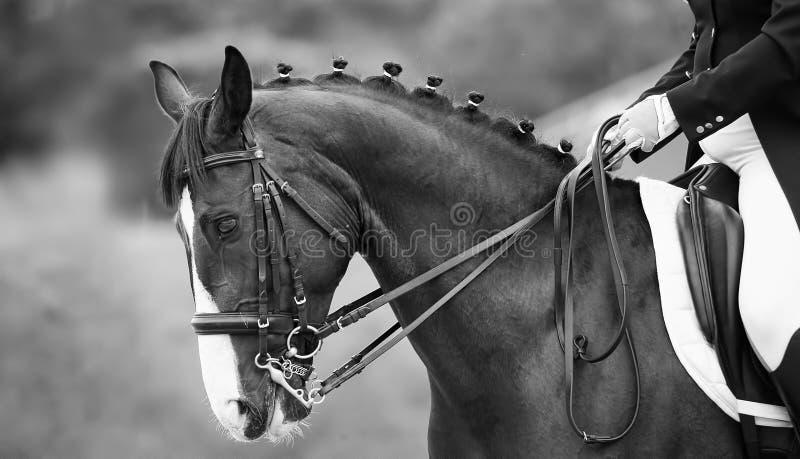 Sluit van het hoofd omhoog een paard van de baaidressuur, zwart wit royalty-vrije stock afbeeldingen Sluit van het hoofd omhoog een paard van de baaidressuur, zwart wit royalty-vrije stock afbeeldingen