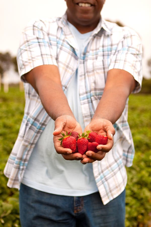 African American hands in a patch picking strawberries. African American hands in a patch picking strawberries.