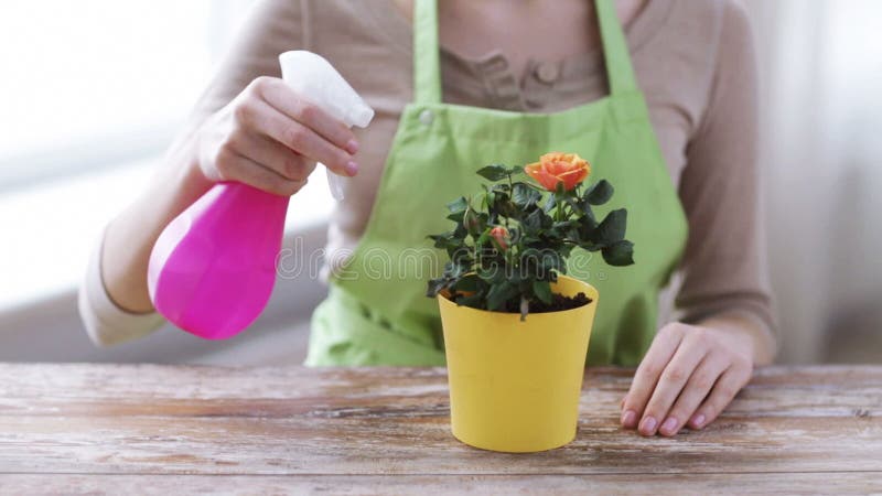 Sluit van vrouw overhandigt omhoog bespuitende rozen in pot stock footage Sluit van vrouw overhandigt omhoog bespuitende rozen in pot stock footage