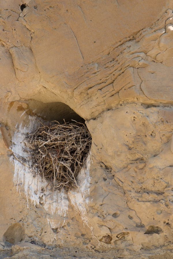Close up a large bird`s nest made in a sandstone cubbyhole and filled with twigs and branches. Guano is seen at the entrance of the nest. Close up a large bird`s nest made in a sandstone cubbyhole and filled with twigs and branches. Guano is seen at the entrance of the nest.