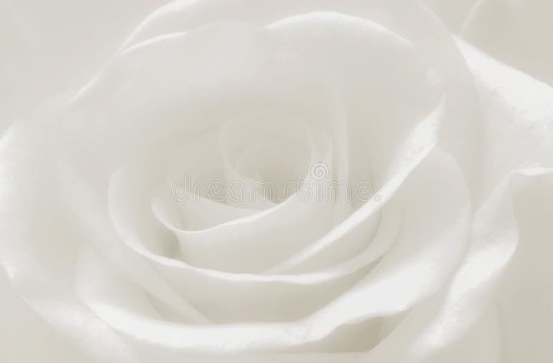 Sluit wit steeg bloemblaadjes macro, abstracte zachte witte achtergrond stock fotografie Sluit wit steeg bloemblaadjes macro, abstracte zachte witte achtergrond stock fotografie