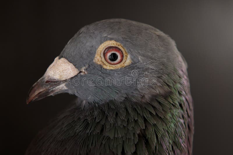 Sluit zijaanzicht omhoog mooi die hoofd van bi van de snelheidspostduif wordt geschoten royalty-vrije stock foto Sluit zijaanzicht omhoog mooi die hoofd van bi van de snelheidspostduif wordt geschoten royalty-vrije stock foto