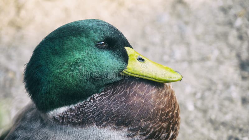 Sluiten van een Duck, Duck Portrait royalty-vrije stock fotografie Sluiten van een Duck, Duck Portrait royalty-vrije stock fotografie