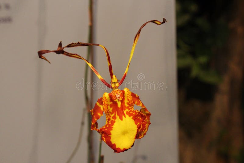 Sluiten van een Gele en oranje Boterfly Orchid Flower stock foto Sluiten van een Gele en oranje Boterfly Orchid Flower stock foto