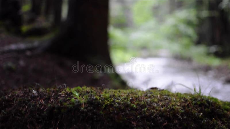 Sluiten van wandschoenen. De menselijke benen stappen over logboek in het bos