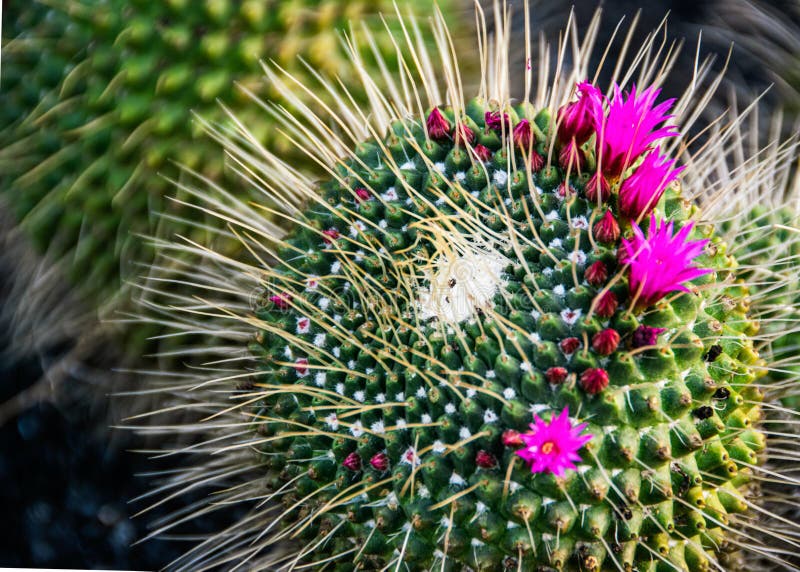 Selective focus close-up on a flowering mammillaria melanocentra cacatus with beautiful magenta flowers. Selective focus close-up on a flowering mammillaria melanocentra cacatus with beautiful magenta flowers.