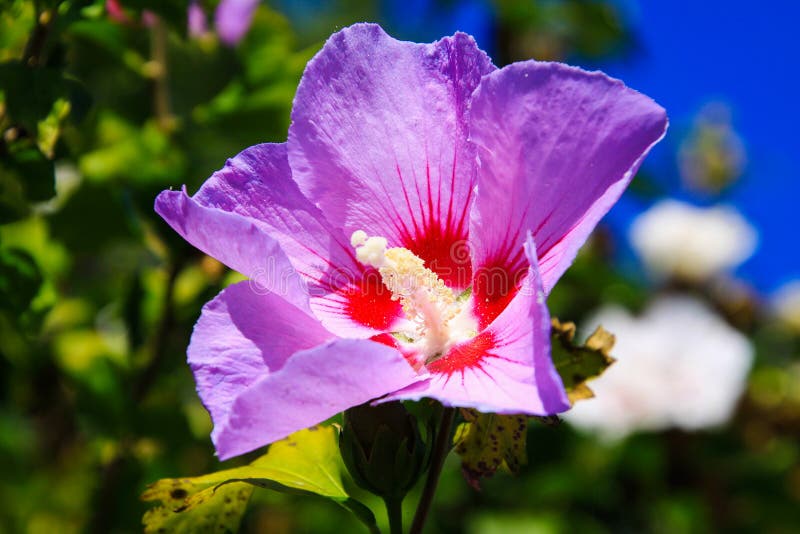 Sluiting van de rode en roze roze bloesem Hibiscus syriacus royalty-vrije stock afbeeldingen Sluiting van de rode en roze roze bloesem Hibiscus syriacus royalty-vrije stock afbeeldingen