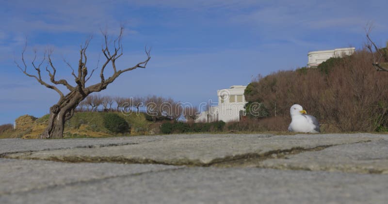 Sluiting van de zeemeeuw op het gras stock video