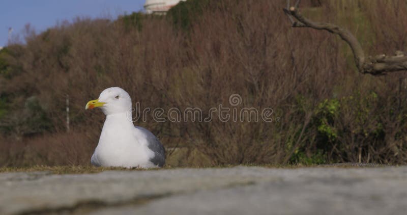 Sluiting van de zeemeeuw op het gras stock video