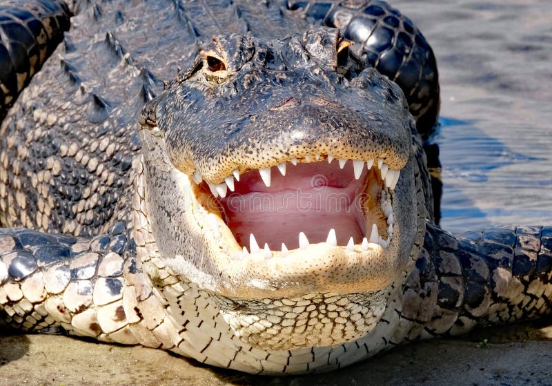 A super close up looking into the mouth and eyes of an alligator with pink gullet and bright white sharp teeth showing. A super close up looking into the mouth and eyes of an alligator with pink gullet and bright white sharp teeth showing