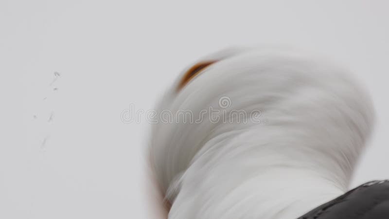 Sluiting van een kop van een witte seagull-larinae stock video