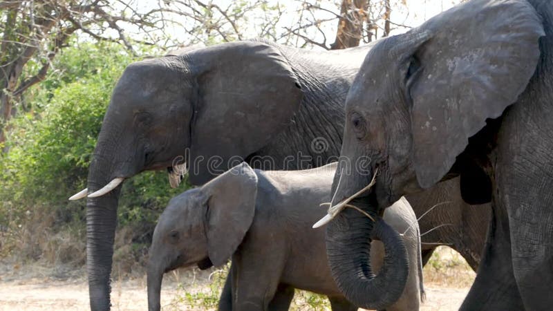 Sluiting van een kudde afrikaanse olifanten die door de bush in chobe lopen.